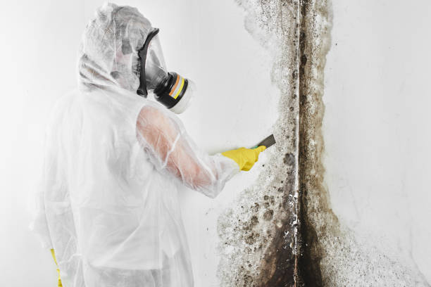 Detailed Mold Removal Process