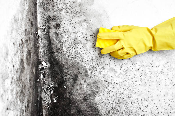 Best Attic Mold Remediation in Parkwood, WA
