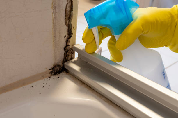 Best Emergency Mold Remediation in Parkwood, WA