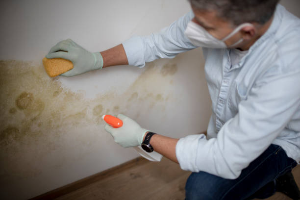 Best Insurance-Related Mold Remediation in Parkwood, WA