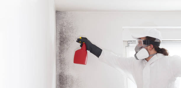 Best Residential Mold Remediation in Parkwood, WA