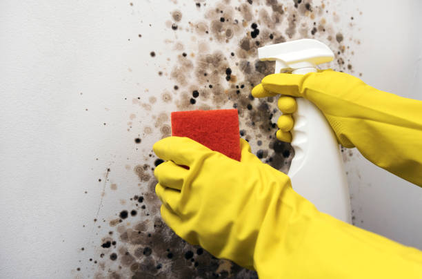 Best Kitchen Mold Remediation in Parkwood, WA