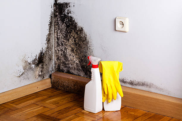 Best Mold Remediation for Schools in Parkwood, WA