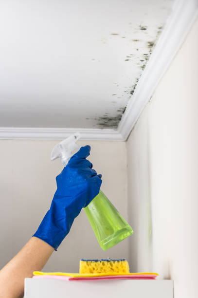 Best DIY Mold Remediation Support Services in Parkwood, WA